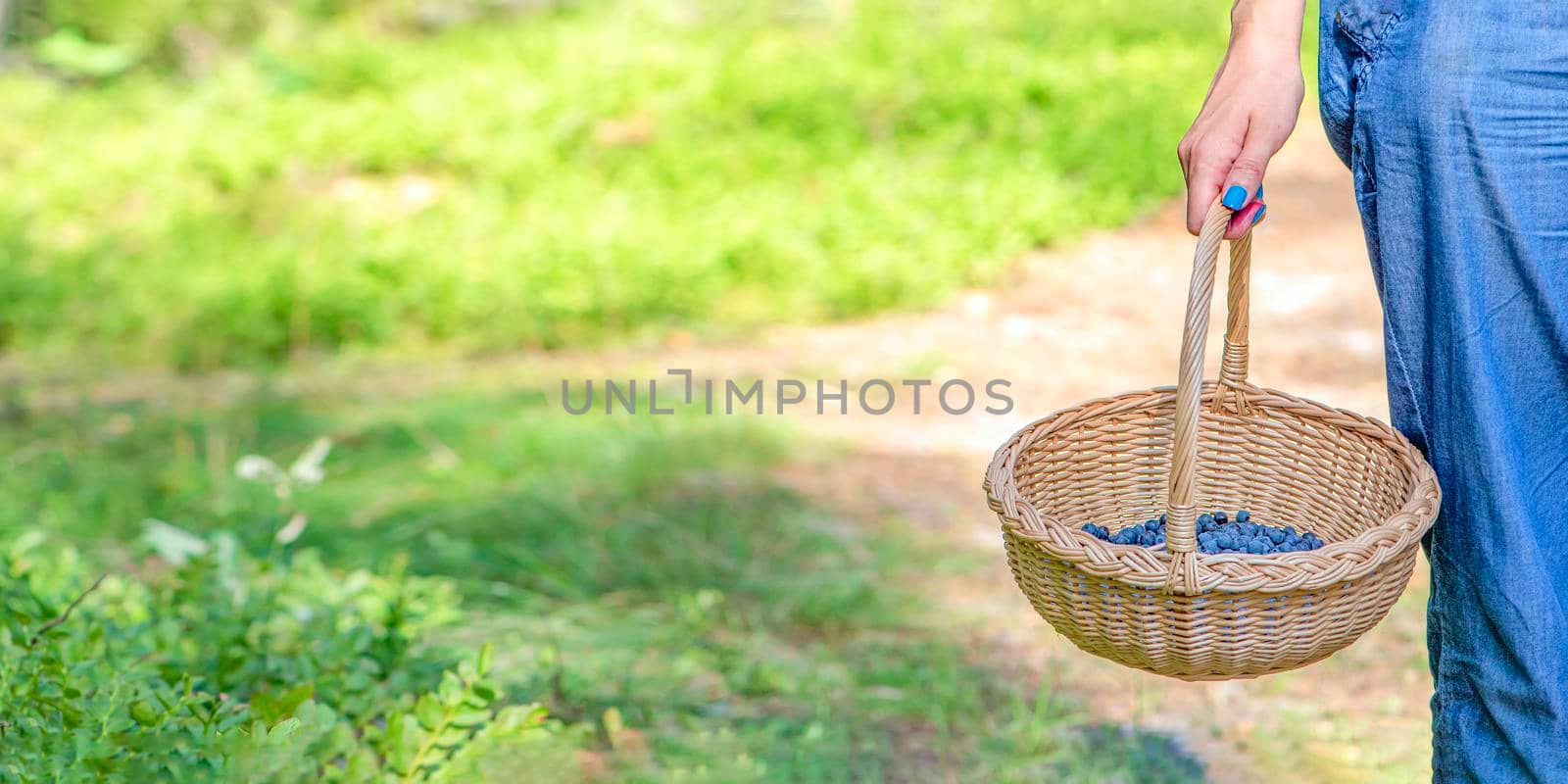 Berry season. Collect blueberries in the forest. A woman walks through the forest with a basket containing blueberries. The process of finding and collecting blueberries.