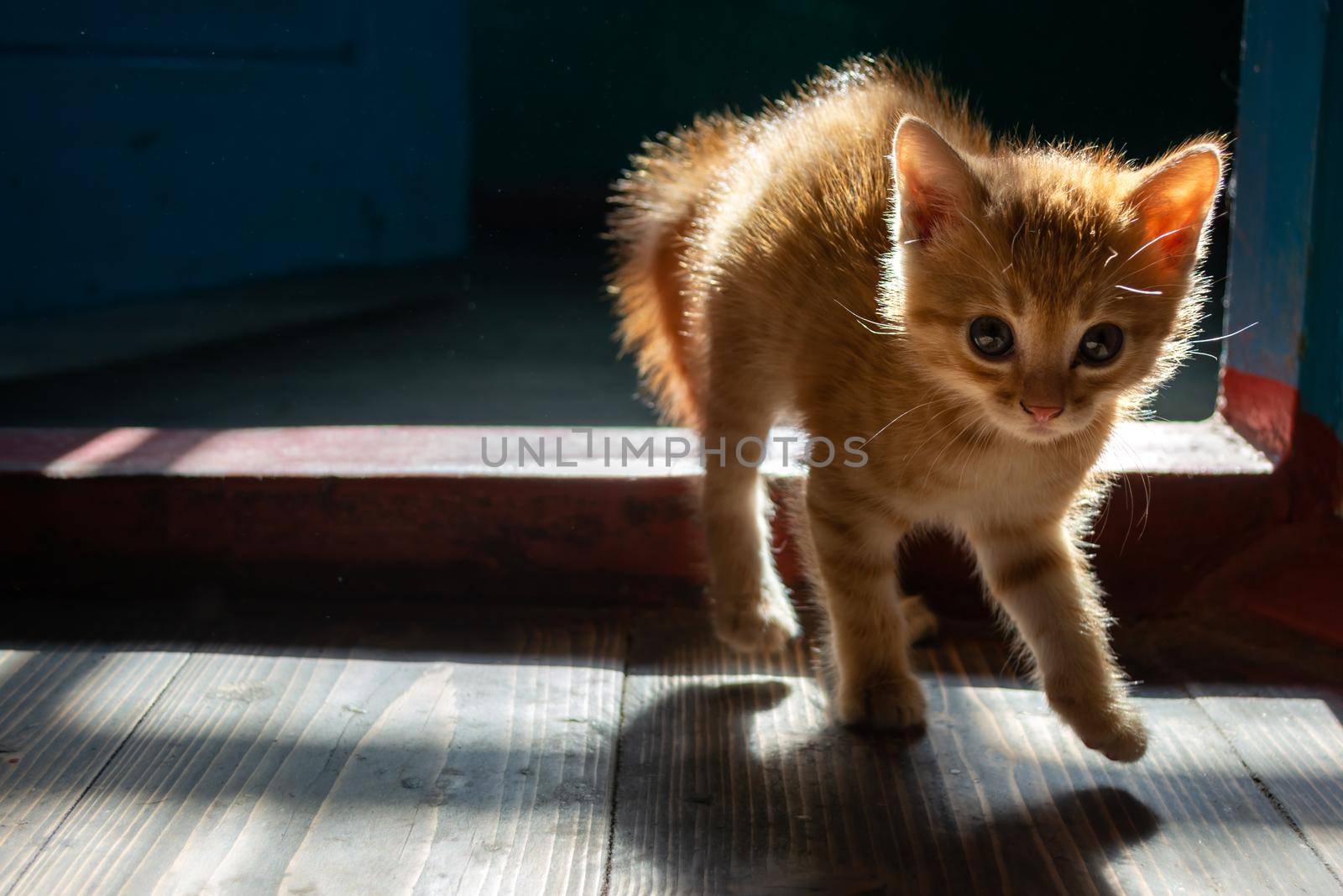 Frightened little red kitten in an old house. Light from the window.