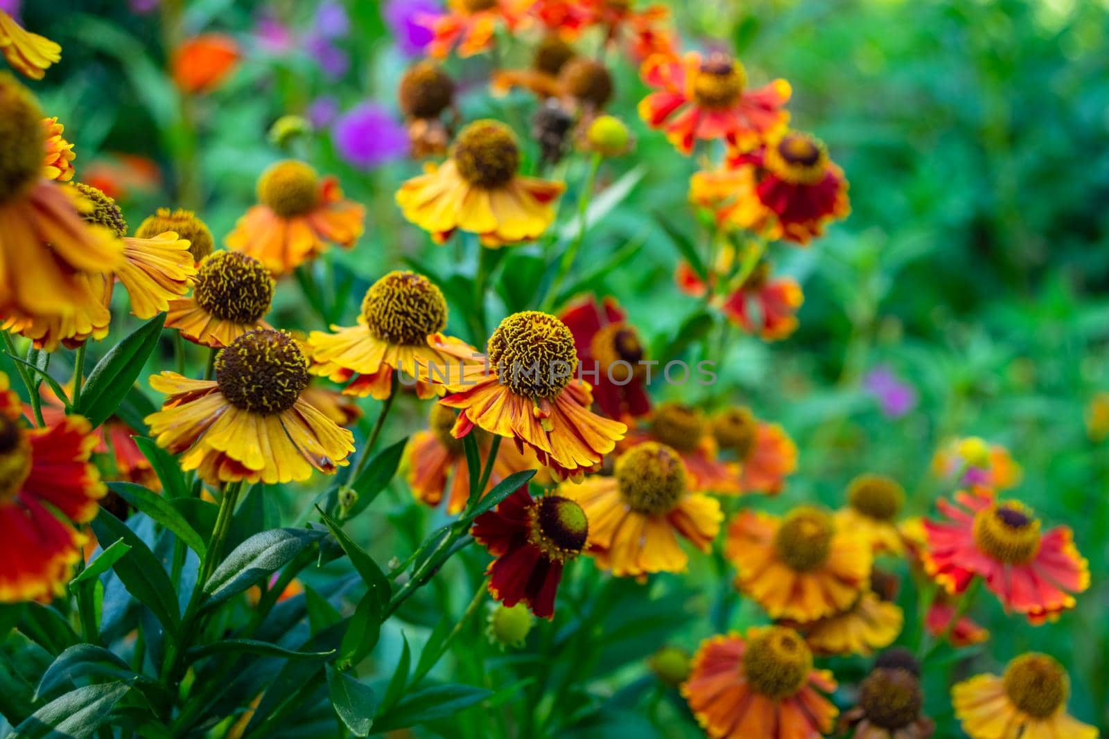 Helenium autumn. Perennial. Multi-colored autumn flowers in a flower bed. Selective focus. Backdrop.