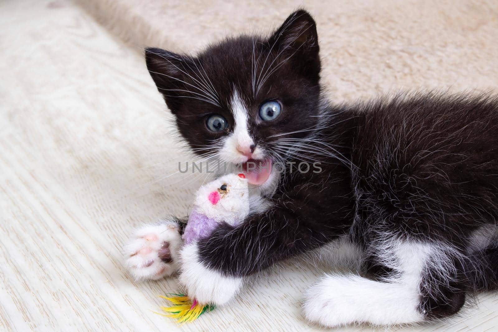 Cheerful black kitten playing with a toy by Vera1703