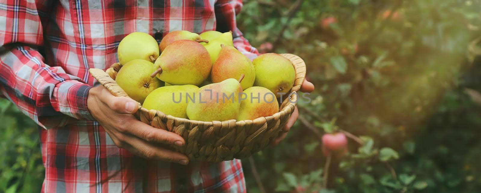 A man gardener holds a harvest of pears in his hands. Selective focus. by yanadjana