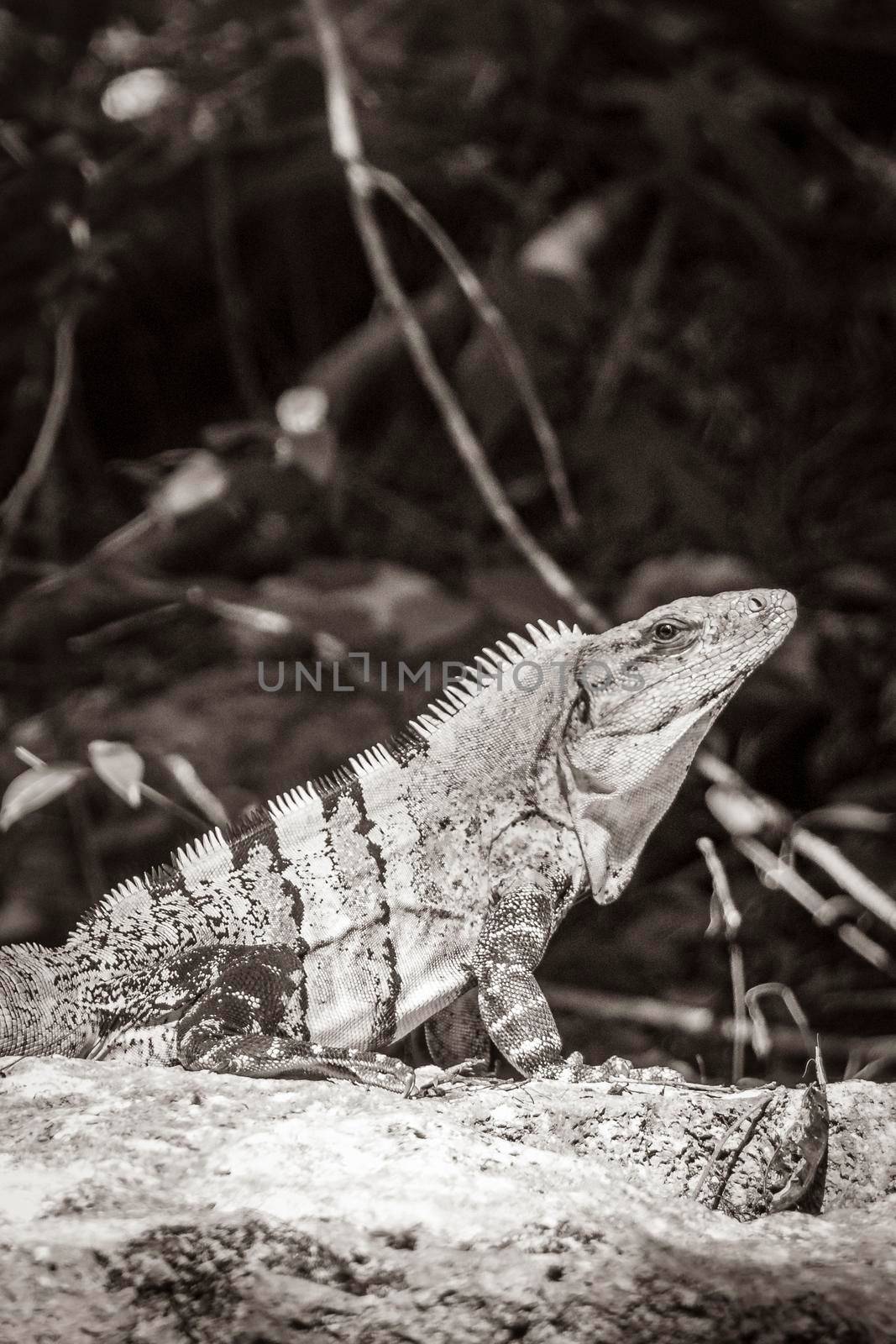 Old black and white picture of Mexican iguana lies on a rock stone boulder nature in tropical forest and green natural background in Puerto Aventuras Quintana Roo Mexico.