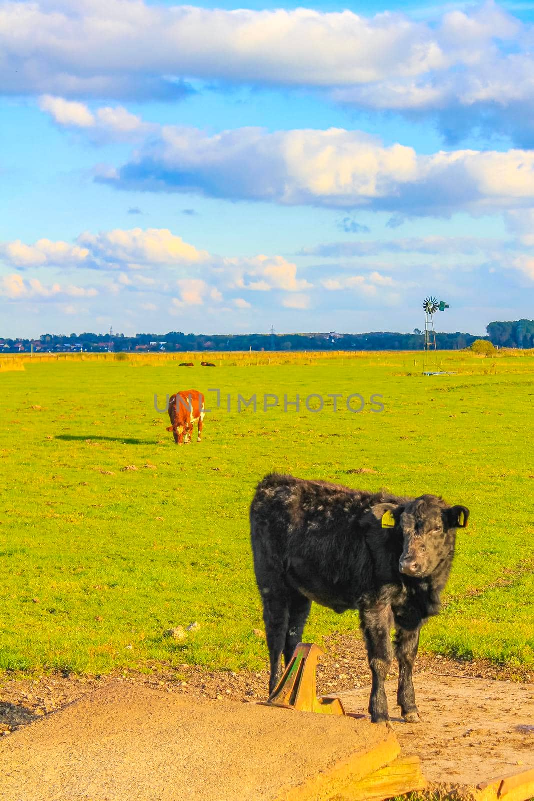 North German agricultural field with cows nature landscape panorama Germany. by Arkadij