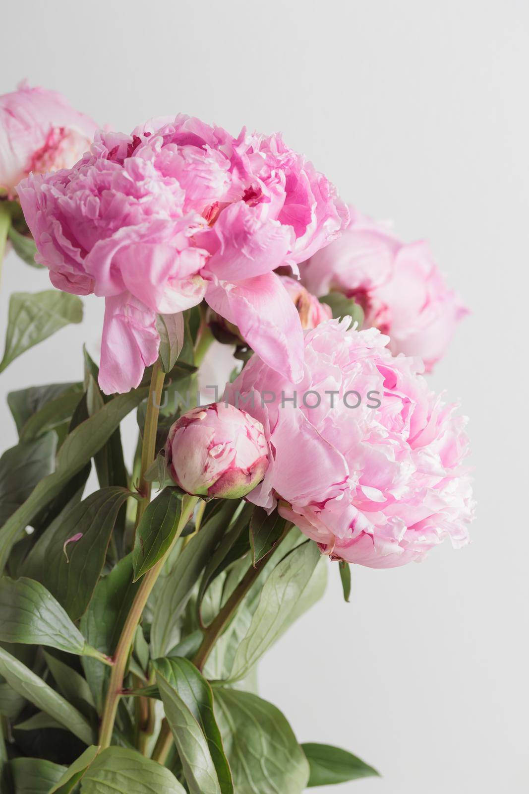 Beautiful bunch of fresh Pastel colored Pink peonies in full bloom in vase with white background by Gudzar