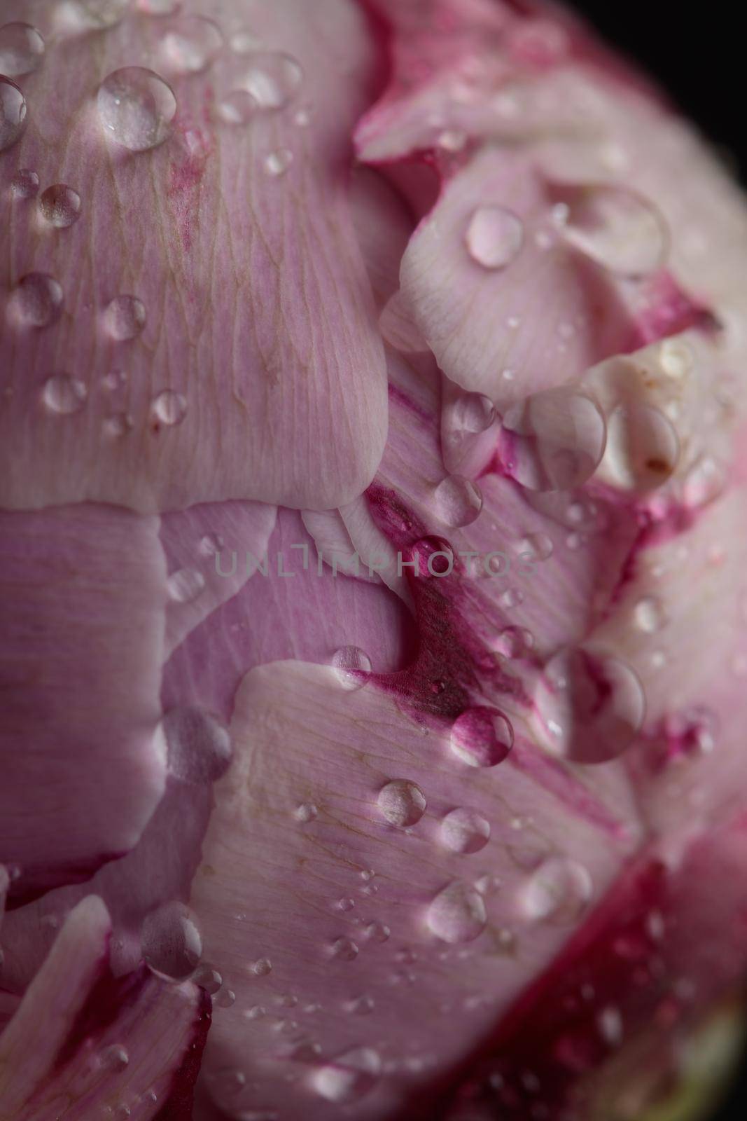 Fresh Pastel colored Pink peony in full bloom with dark background macro