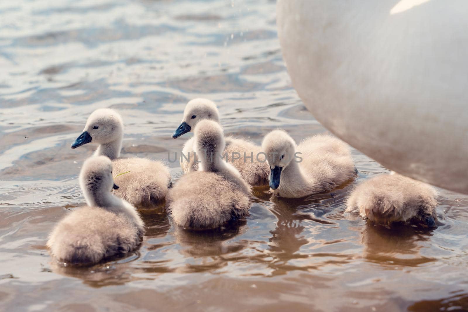 little cygnets on the lake during the day by Iryna_Melnyk