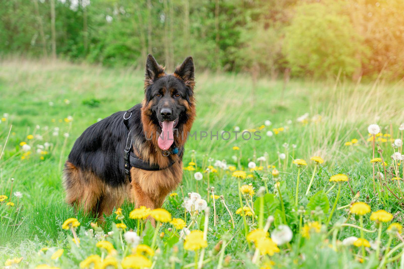 German shepherd dog in harness out for a walk on the grass near forest in sunny summer day by Iryna_Melnyk