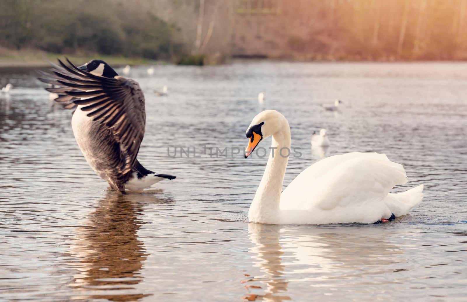white swans and Canada Goose fighting on the lake by Iryna_Melnyk
