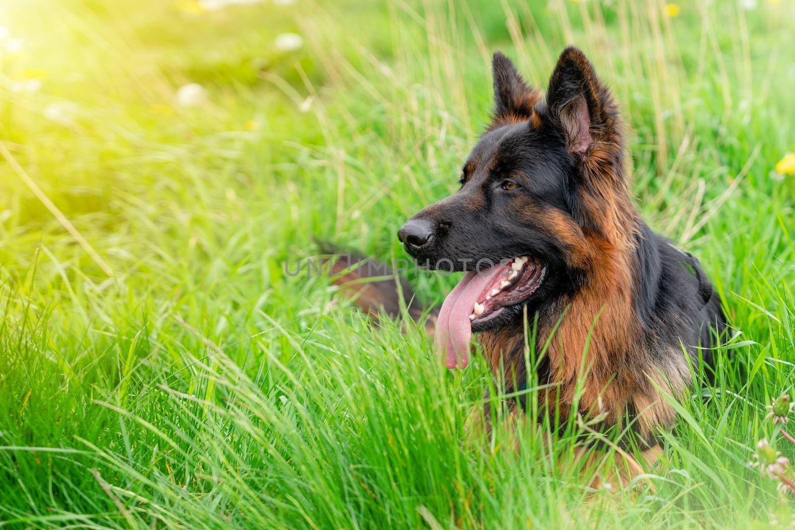 German shepherd dog in harness out for a walk lying on the grass in sunny summer day by Iryna_Melnyk