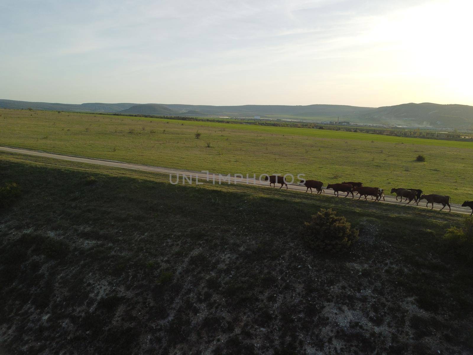 AERIAL: Flying over a small herd of cattle cows walking uniformly down farm road on the hill. Black, brown and spotted cows. Top down view of the countryside on a sping sunset. Idyllic rural landscape by panophotograph