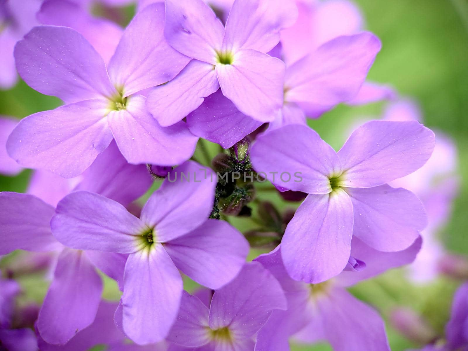 Macrophotography.Pale lilac flowers with a white radiant center of the garden phlox Phlox paniculata 'Prospero' in the garden in summer