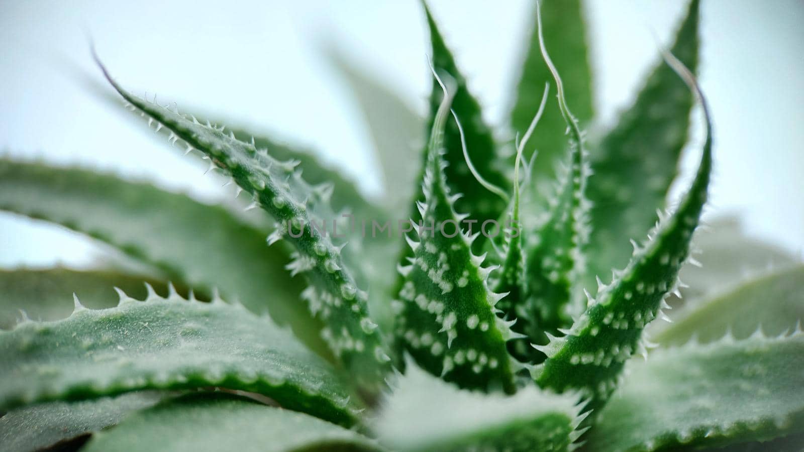 Macrophotography of Aloe Vera cactus green on a light background.Texture or background