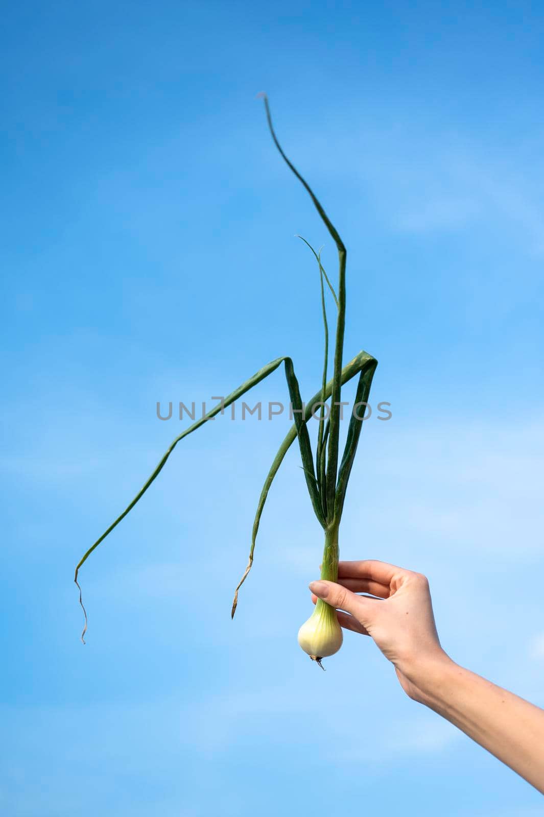 Hand holding onion plant over the sky by SimmiSimons