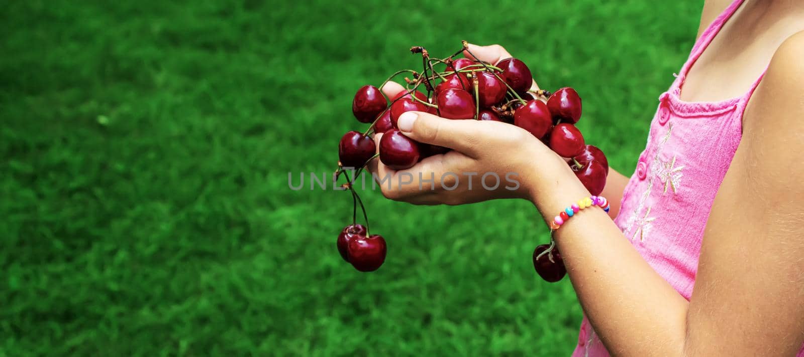 A child harvests cherries in the garden. Selective focus. Food.