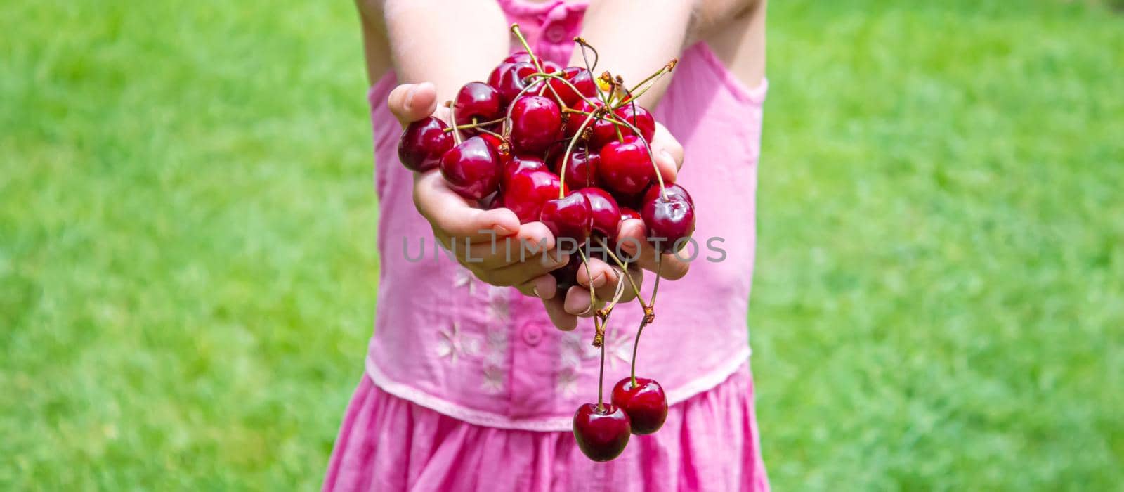 A child harvests cherries in the garden. Selective focus. Food.