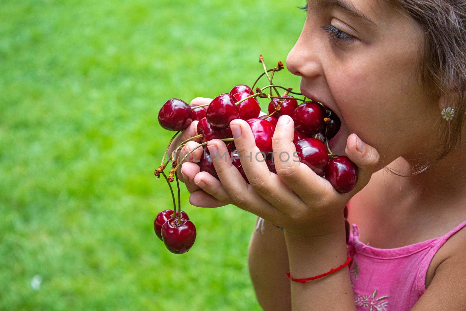 A child harvests cherries in the garden. Selective focus. Food.