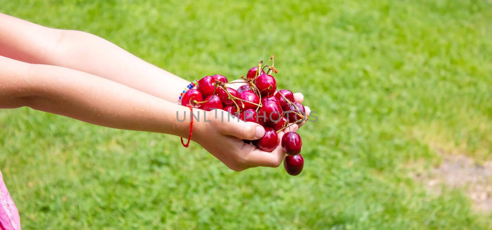 A child harvests cherries in the garden. Selective focus. Food.