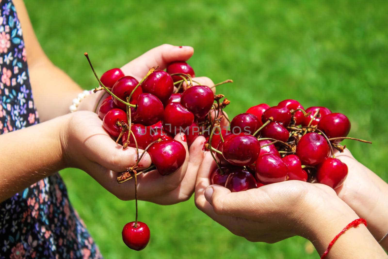 A child harvests cherries in the garden. Selective focus. Food.