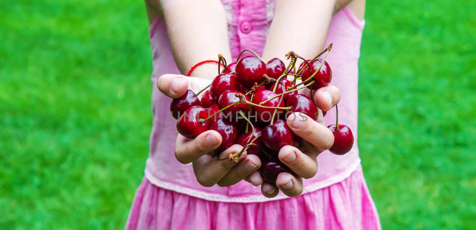 A child harvests cherries in the garden. Selective focus. Food.