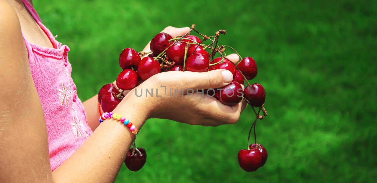 A child harvests cherries in the garden. Selective focus. Food.