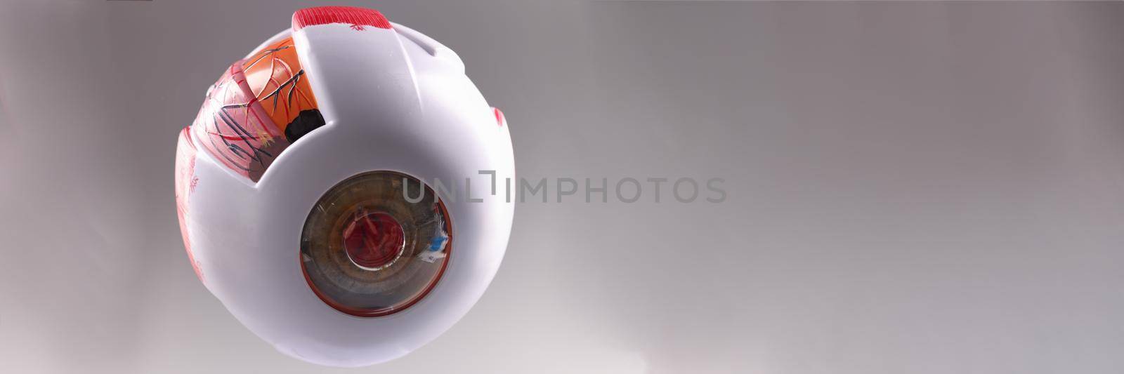 Artificial model of human eye on gray background. Ophthalmology concept