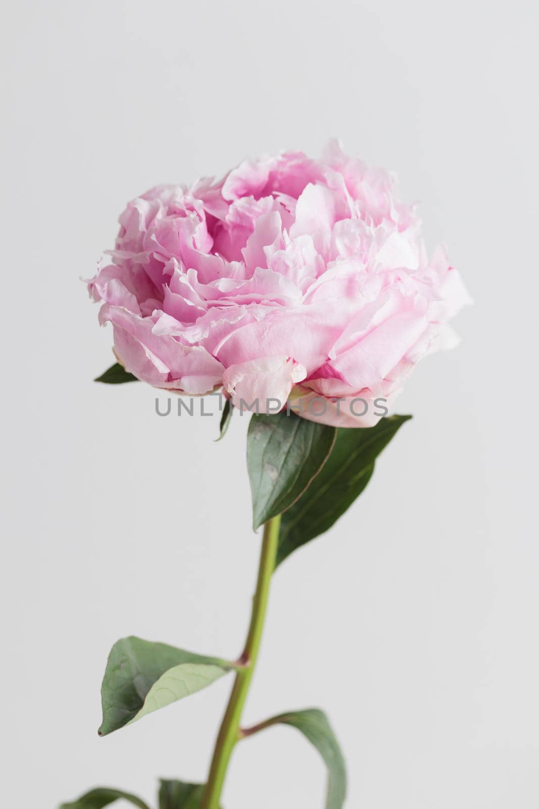 Fresh Pastel colored Pink peony in full bloom with white background. Copy space