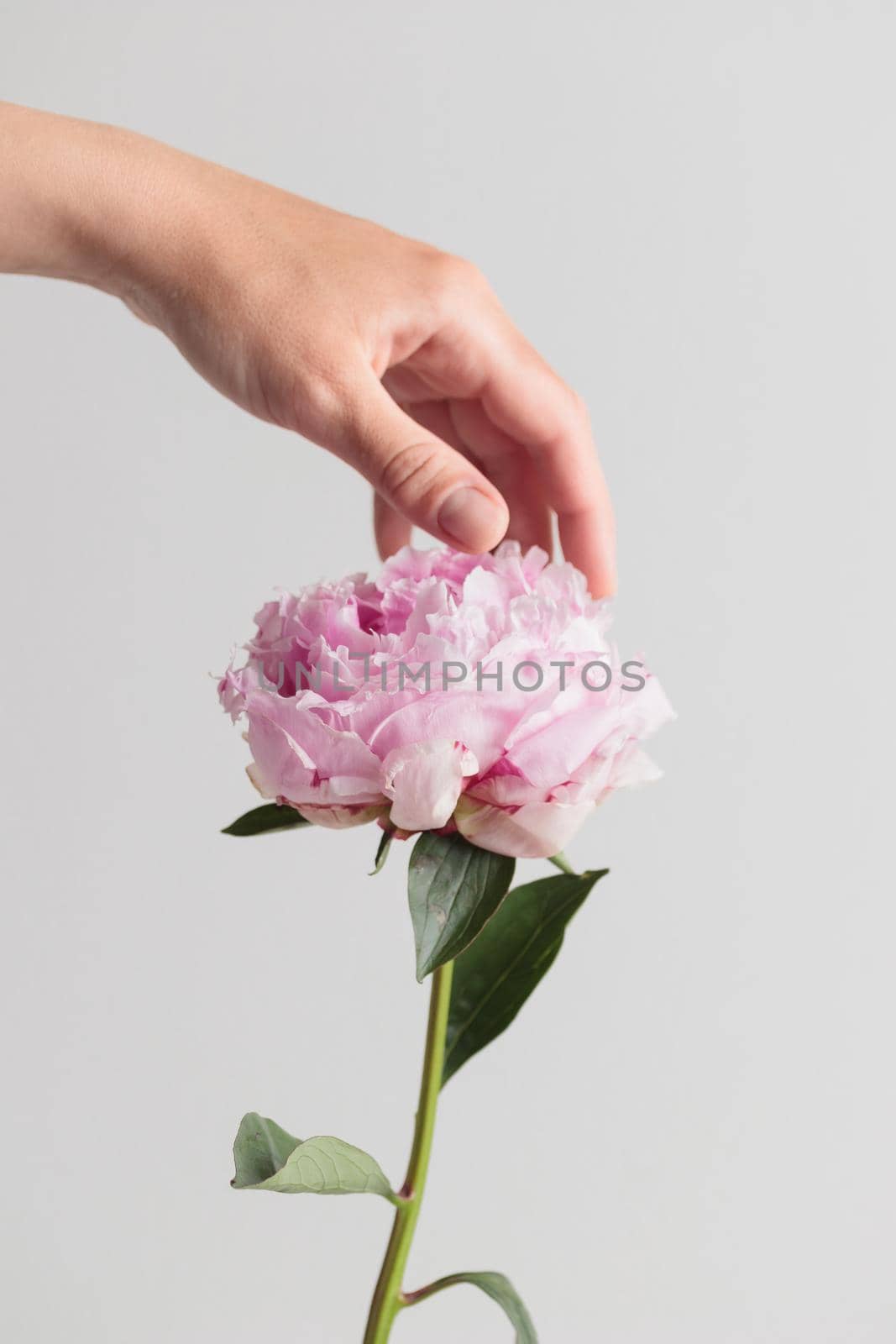 Fresh Pastel colored Pink peony in full bloom with a human hand on a white background by Gudzar