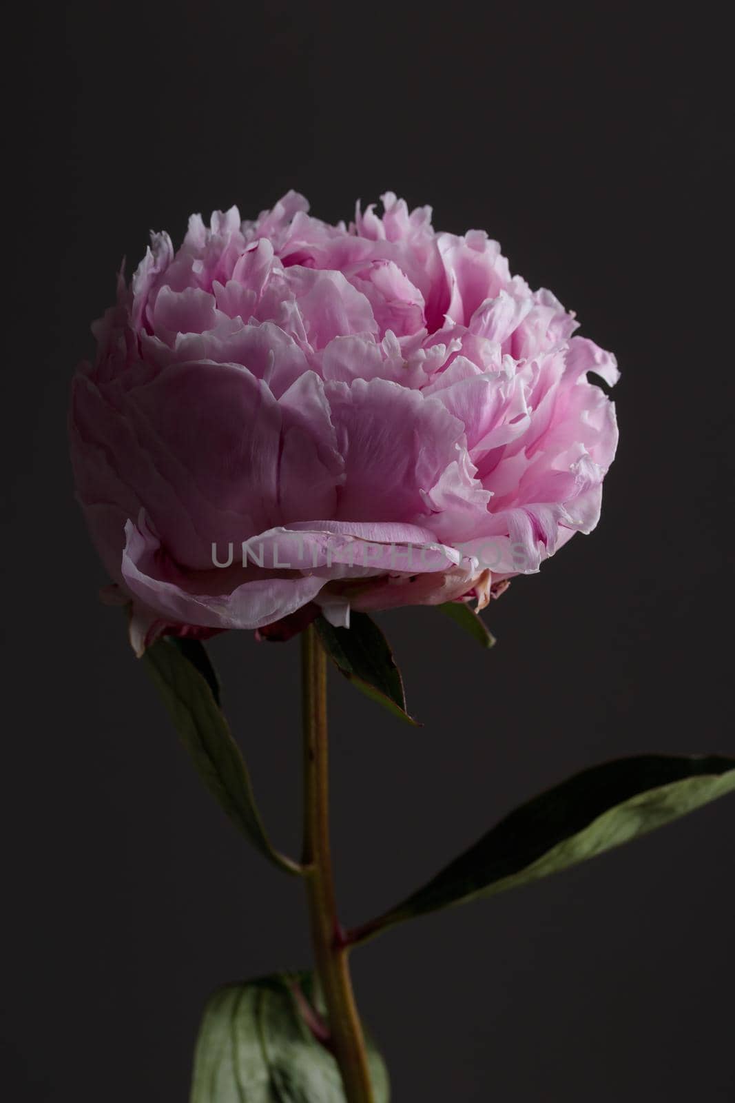 Fresh Pastel colored Pink peony in full bloom with dark background by Gudzar