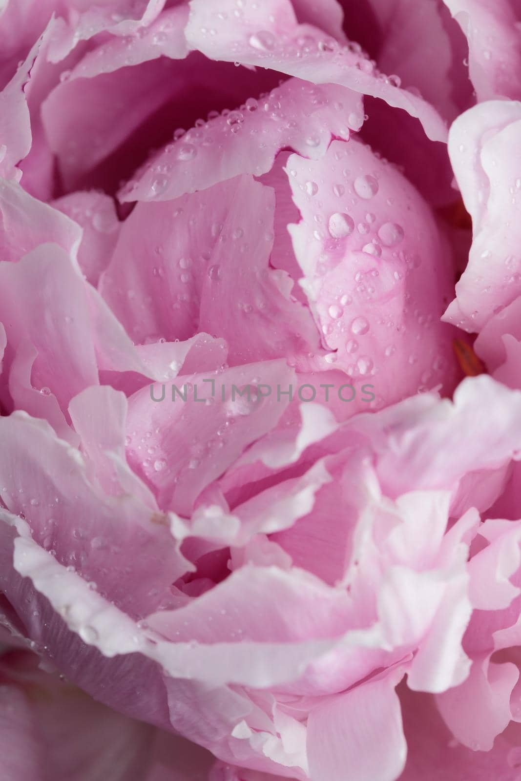 Fresh Pastel colored Pink peony in full bloom with dark background by Gudzar