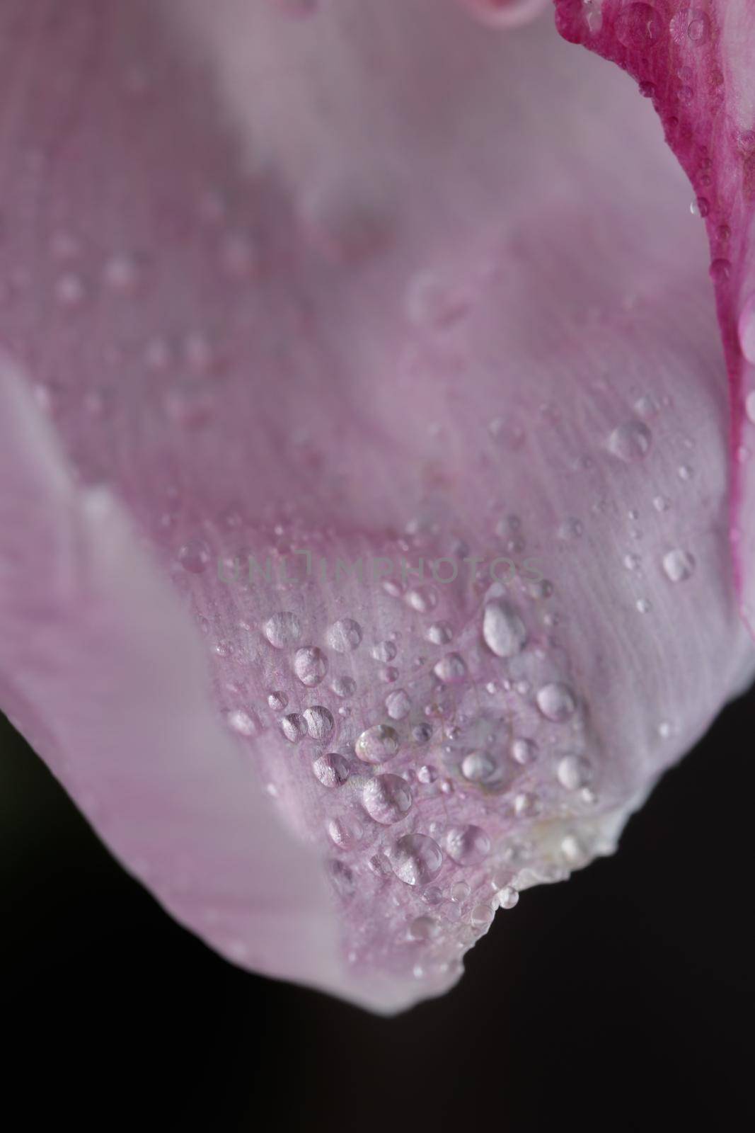 Fresh Pastel colored Pink peony in full bloom with dark background close up macro