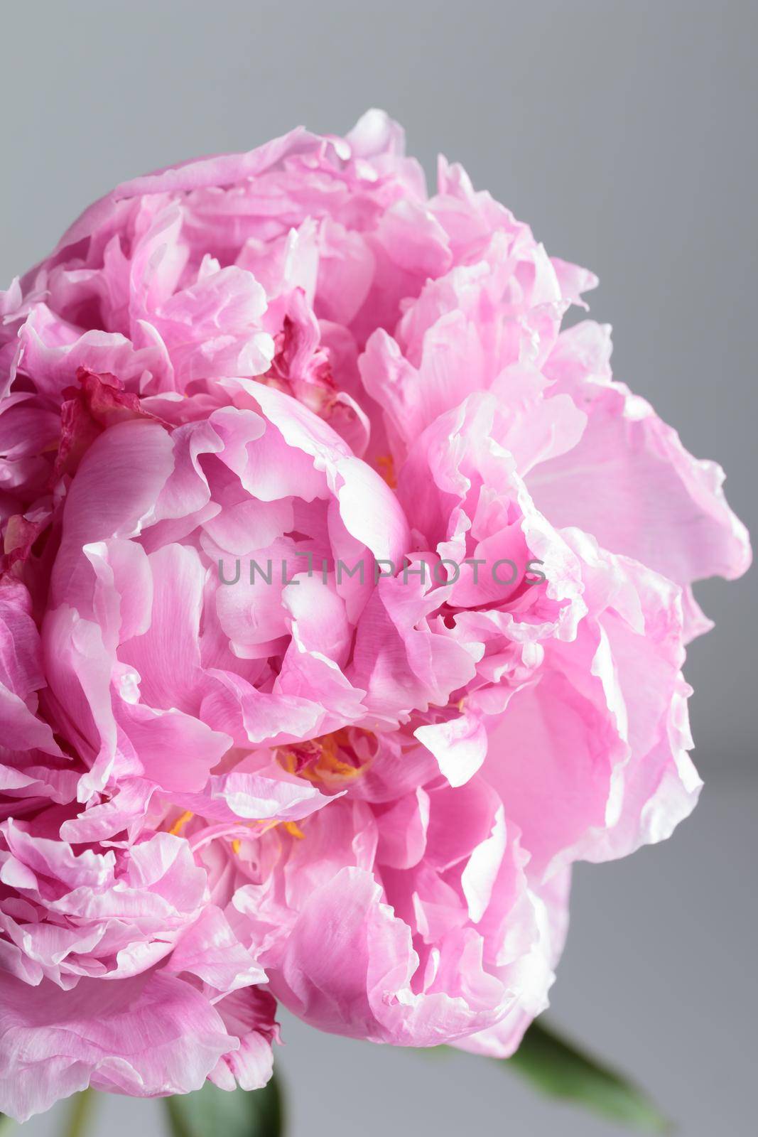 Fresh Pastel colored Pink peony in full bloom with white background by Gudzar