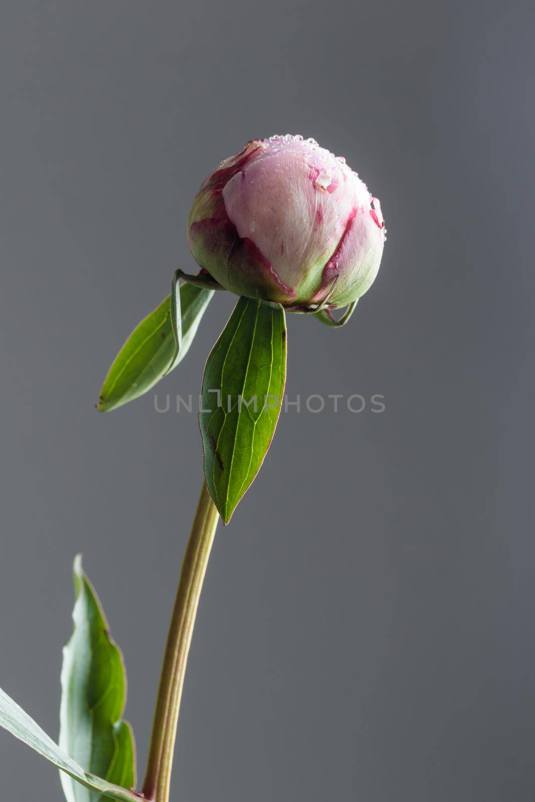 Fresh Pastel colored Pink peony bud with dark background close up