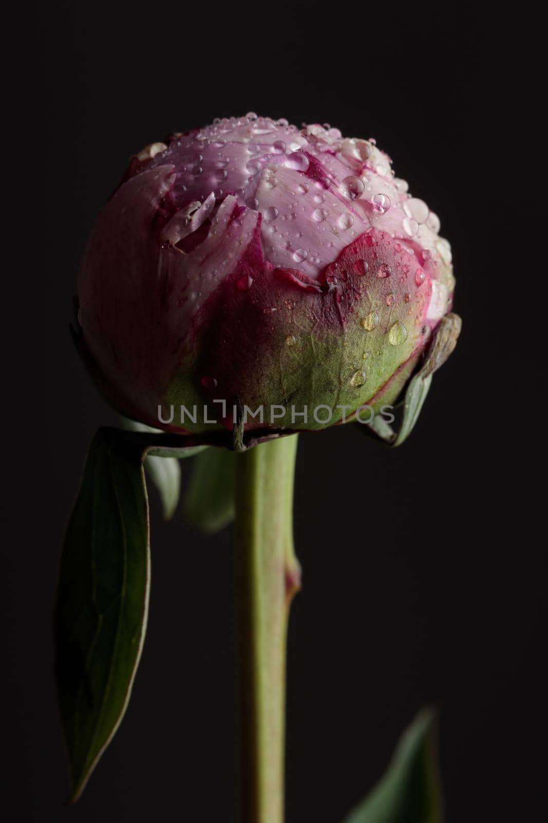 Fresh Pastel colored Pink peony in full bloom with dark background by Gudzar