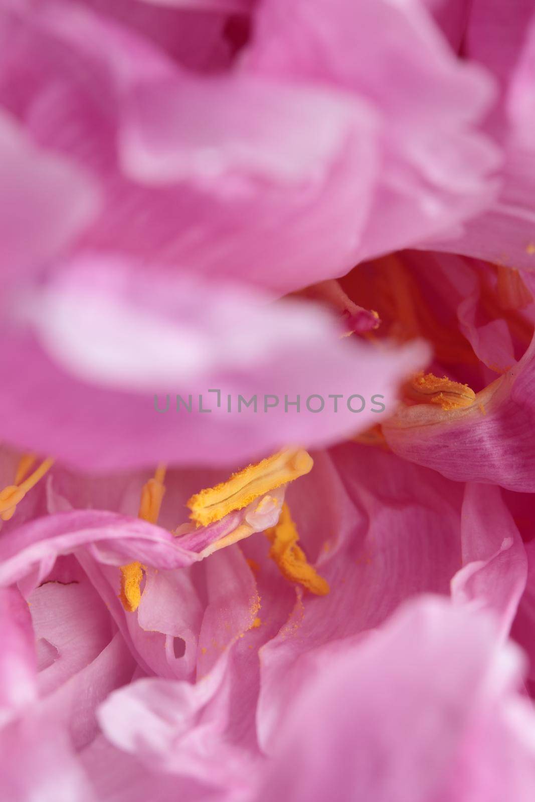 Fresh Pastel colored Pink peony in full bloom by Gudzar