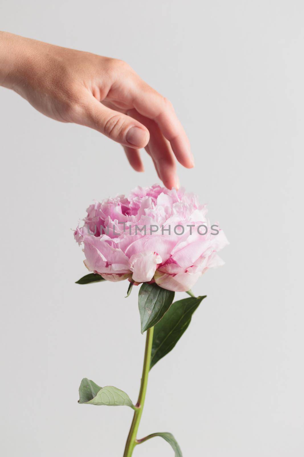 Fresh Pastel colored Pink peony in full bloom with a human hand on a white background by Gudzar