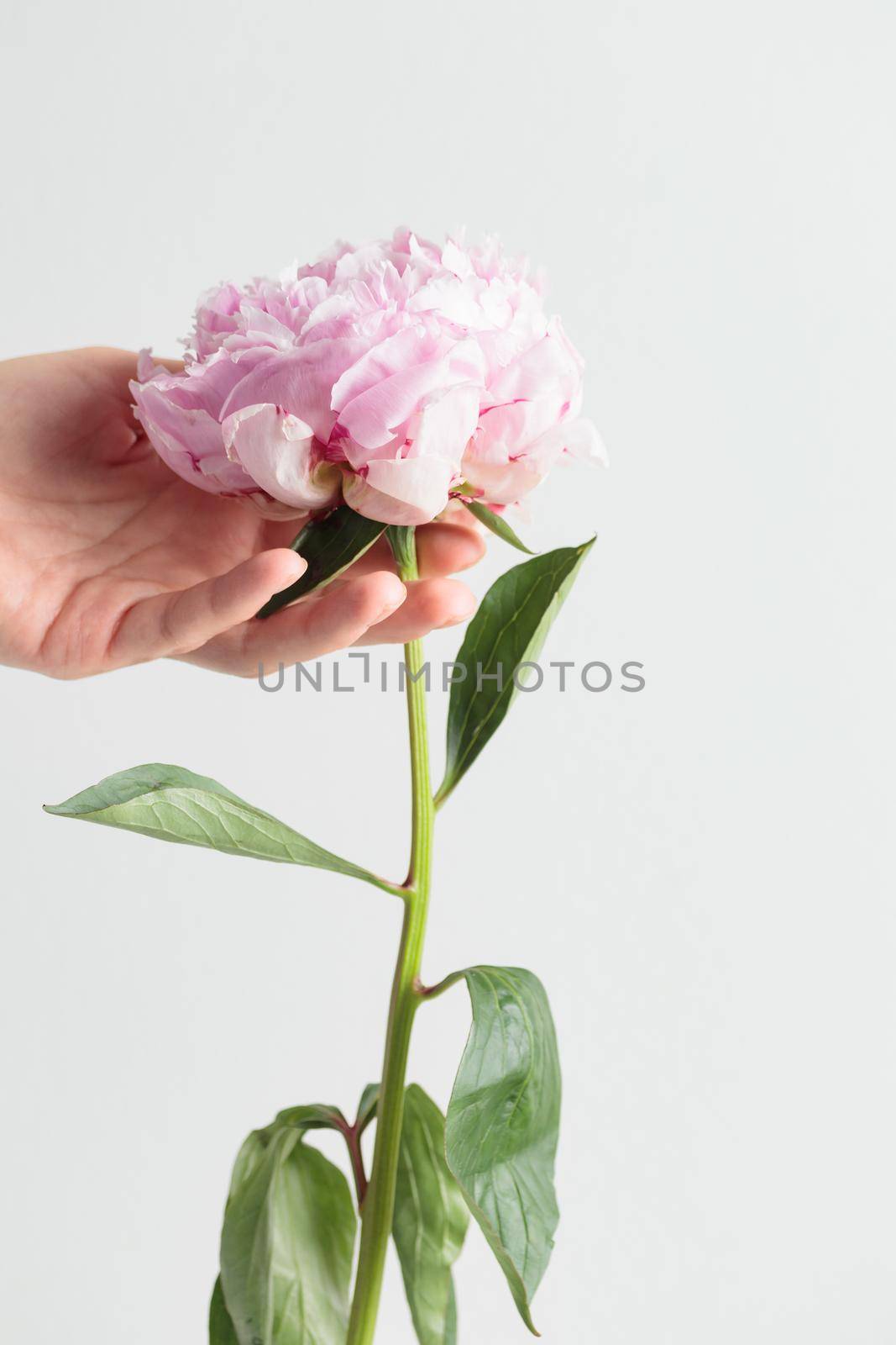 Fresh Pastel colored Pink peony in full bloom with a human hand on a white background. Copy space
