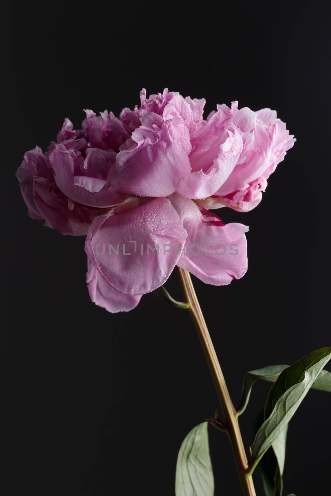 Fresh Pastel colored Pink peony in full bloom with dark background by Gudzar