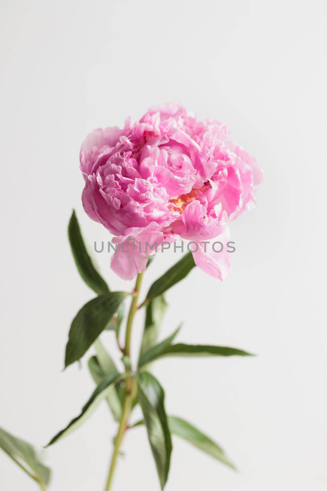 Fresh Pastel colored Pink peony in full bloom with white background. Copy space