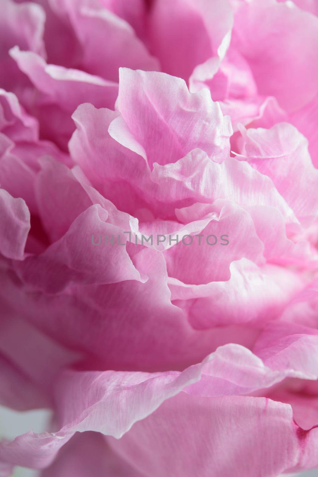 Fresh Pastel colored Pink peony in full bloom by Gudzar
