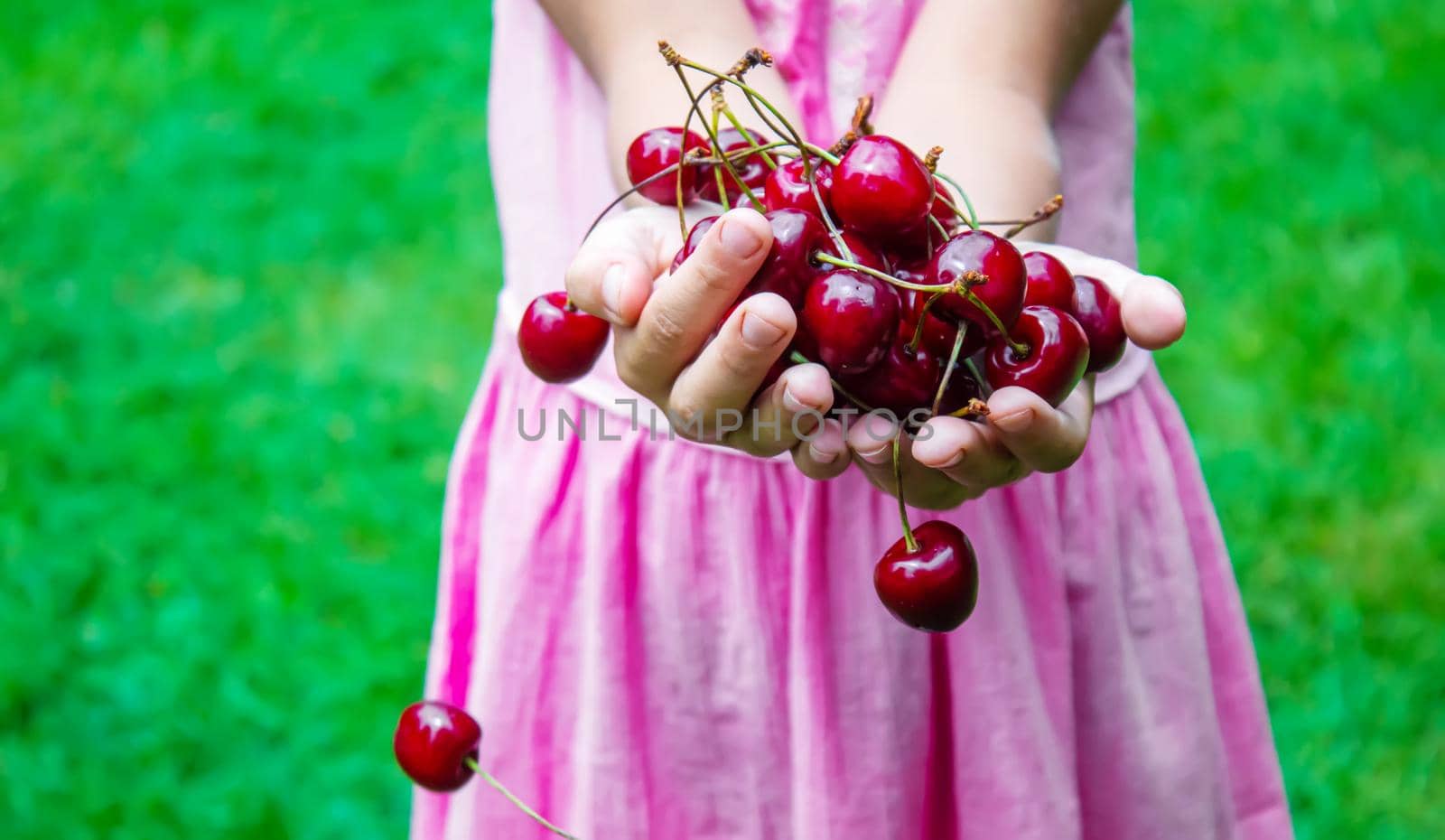 A child harvests cherries in the garden. Selective focus. Food.