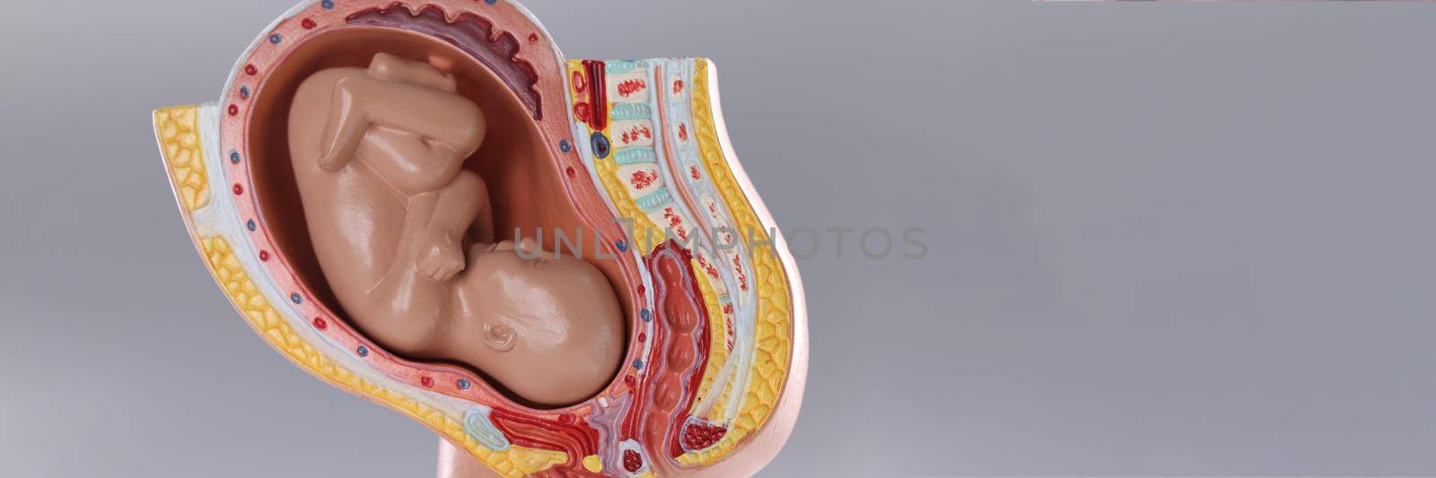 Closeup of artificial mock uterus with fetus on gray background by kuprevich