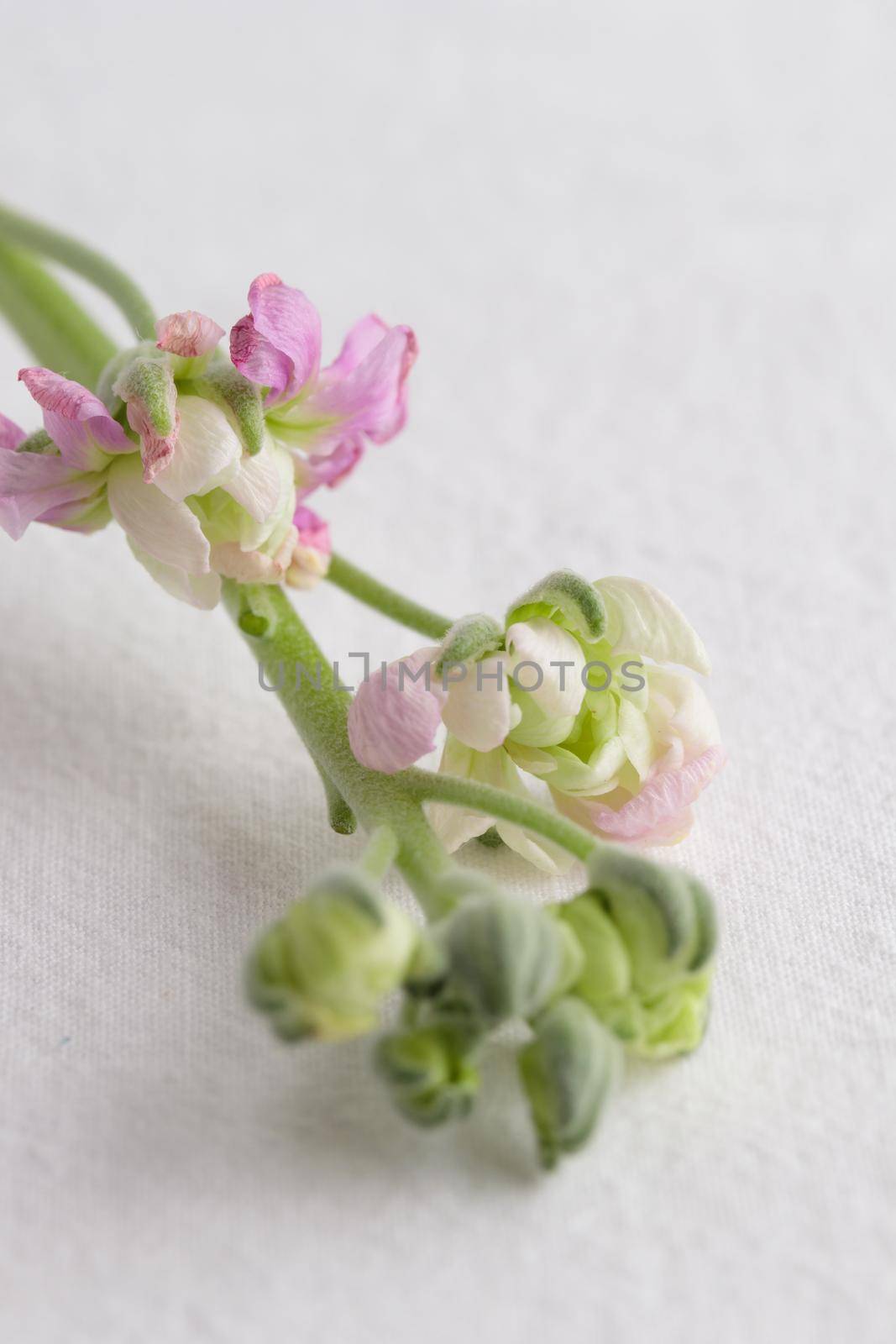 Floral pattern made of pinkflowers on white background macro