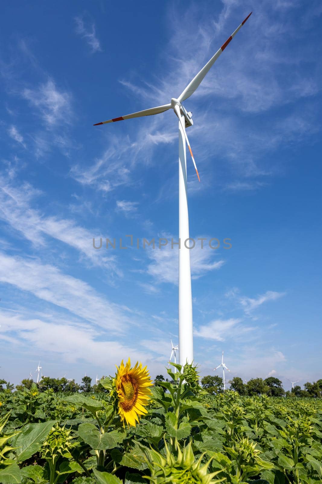 Wind turbine with a sunflower seen in Germany