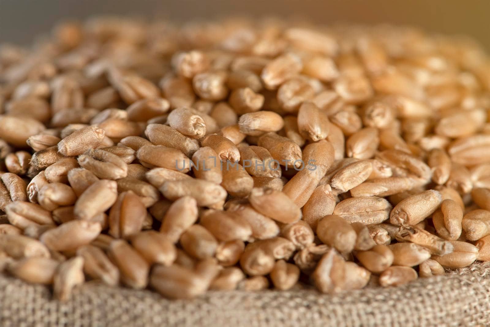 World food crisis. Grains of wheat, close-up. Grain harvest, poor harvest. Wheat price, futures derivatives contracts