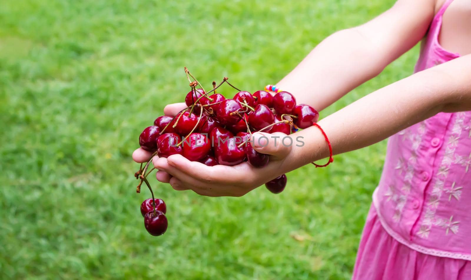 A child harvests cherries in the garden. Selective focus. Food.