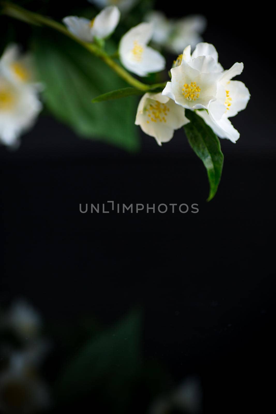 Branch of blooming fragrant white jasmine flowers isolated on black background