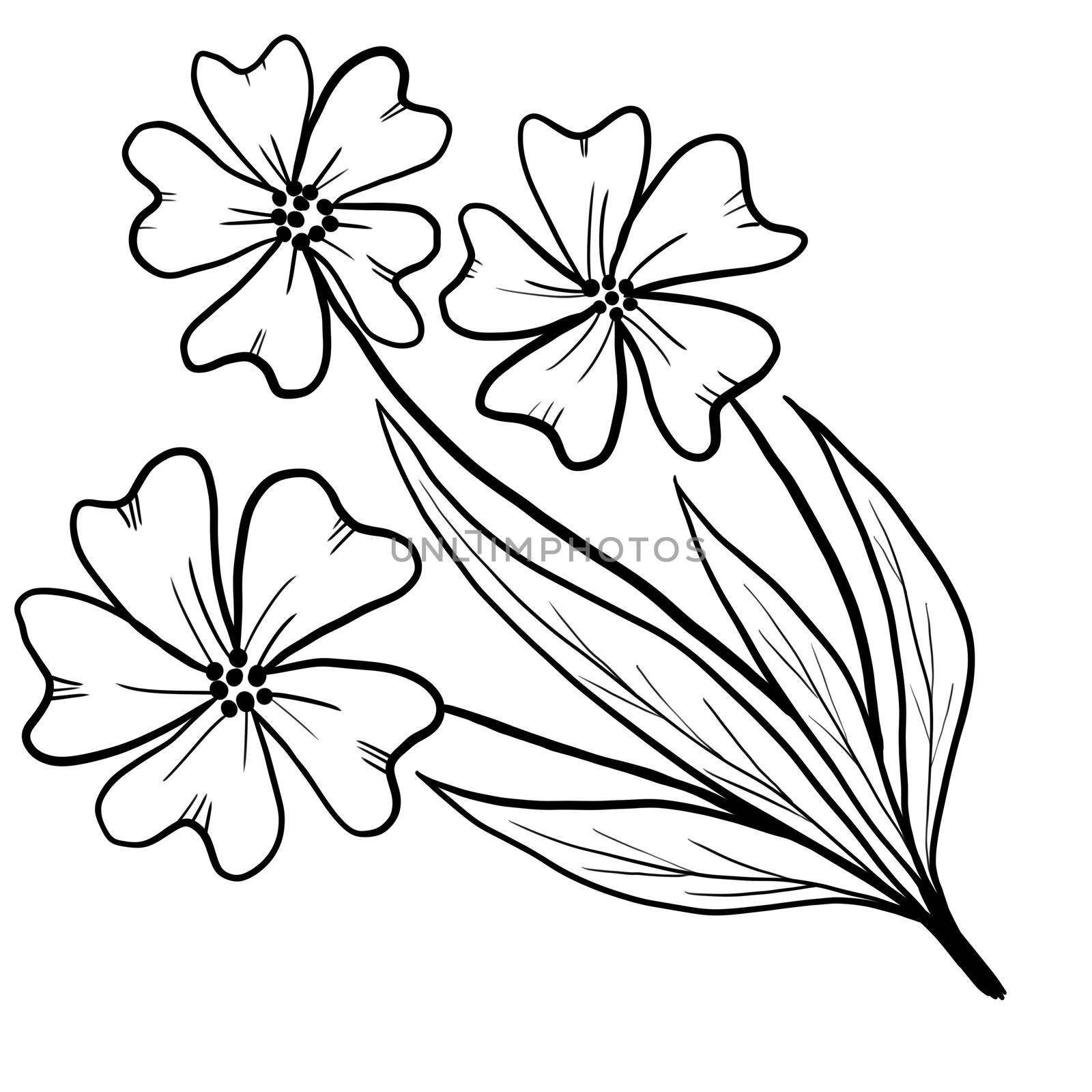 Hand drawn floral flower leaves illustration, black white elegant wedding ornament, Line art minimalism tatoo style design summer spring nature branch foliage blossom