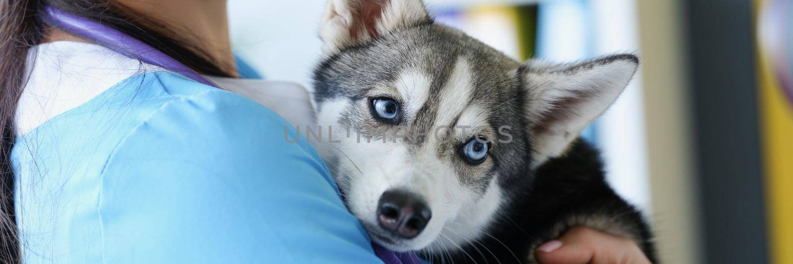 A female veterinarian is holding a cute husky puppy by kuprevich
