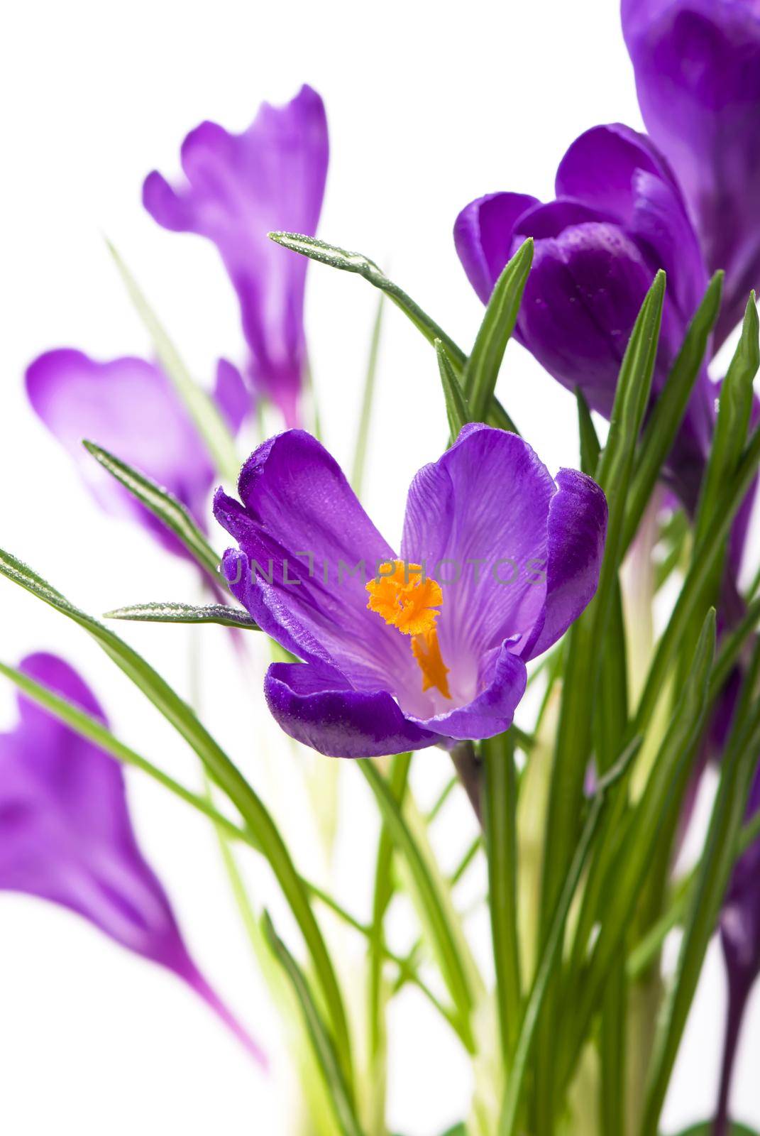 Crocus flower in the spring isolated