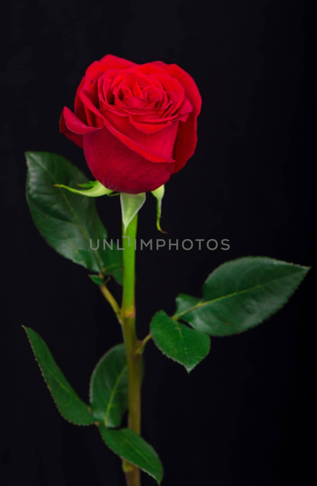 One red rose on a black background